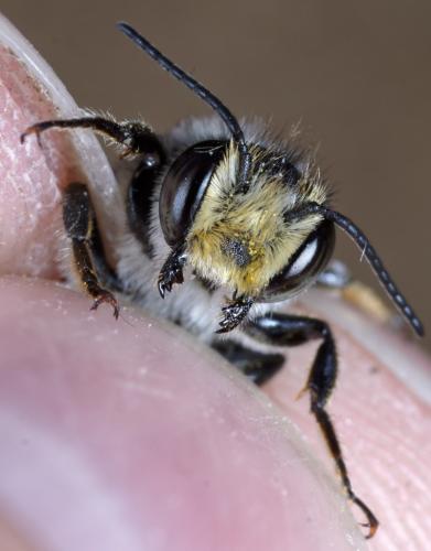 Réf. 277 345 : Megachile melanopyga